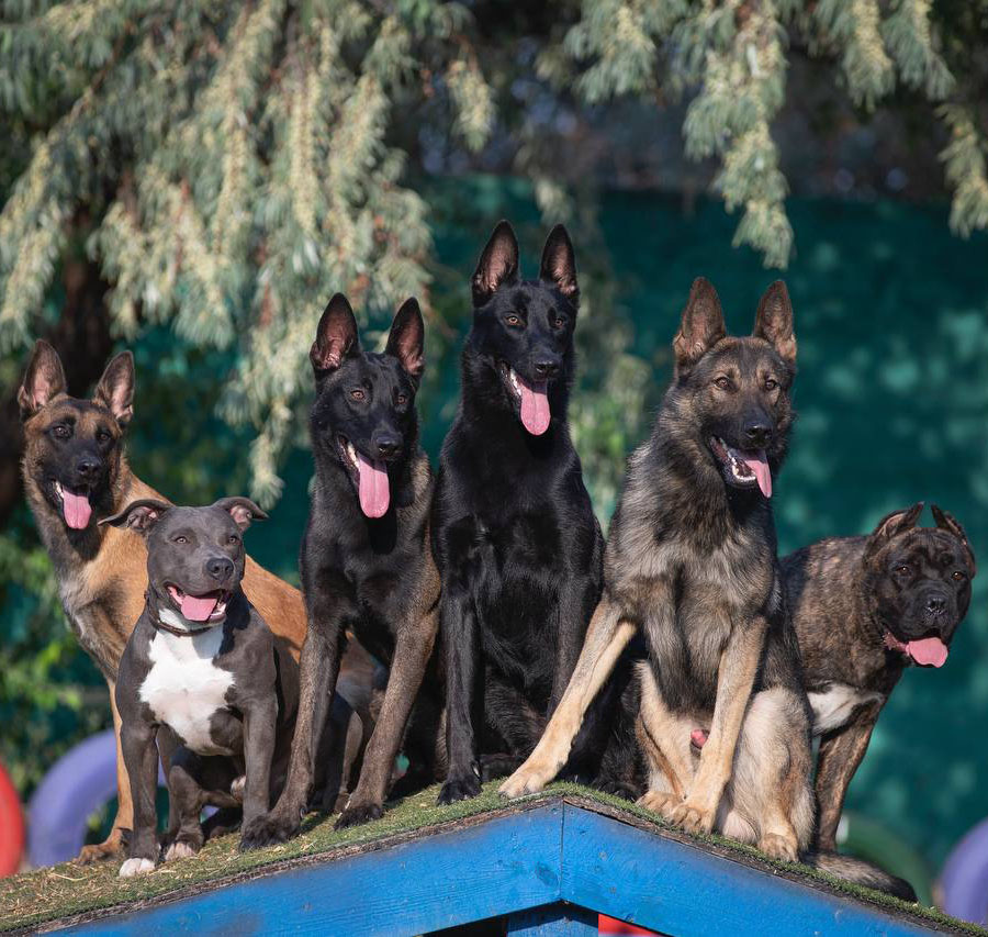 dog photo